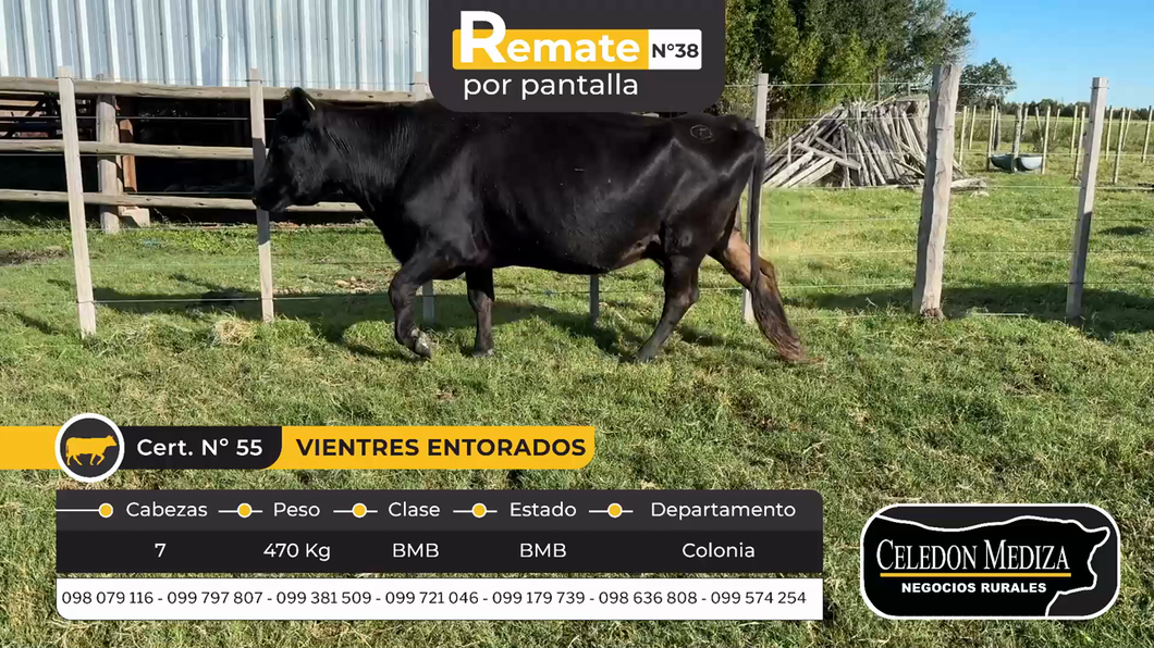 Lote 7 Vientres Entorados en Colonia