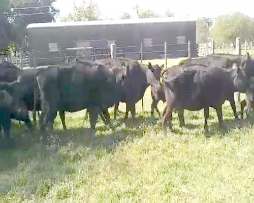 Lote 10 Vacas USADAS con cría en Gral. Paz, Buenos Aires