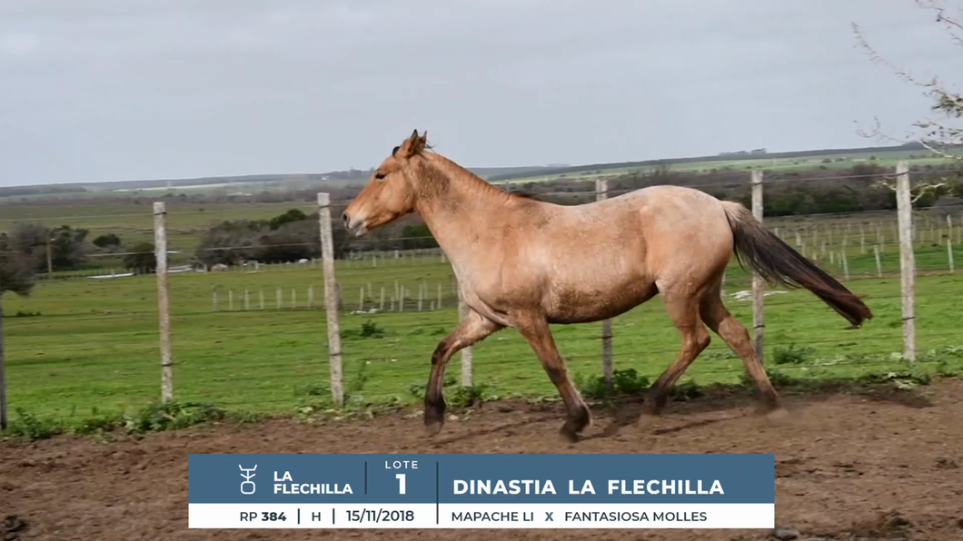 Lote DINASTIA LA FLECHILLA