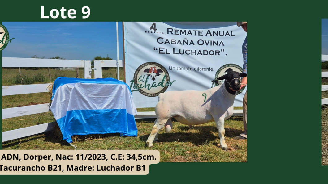 Lote PP