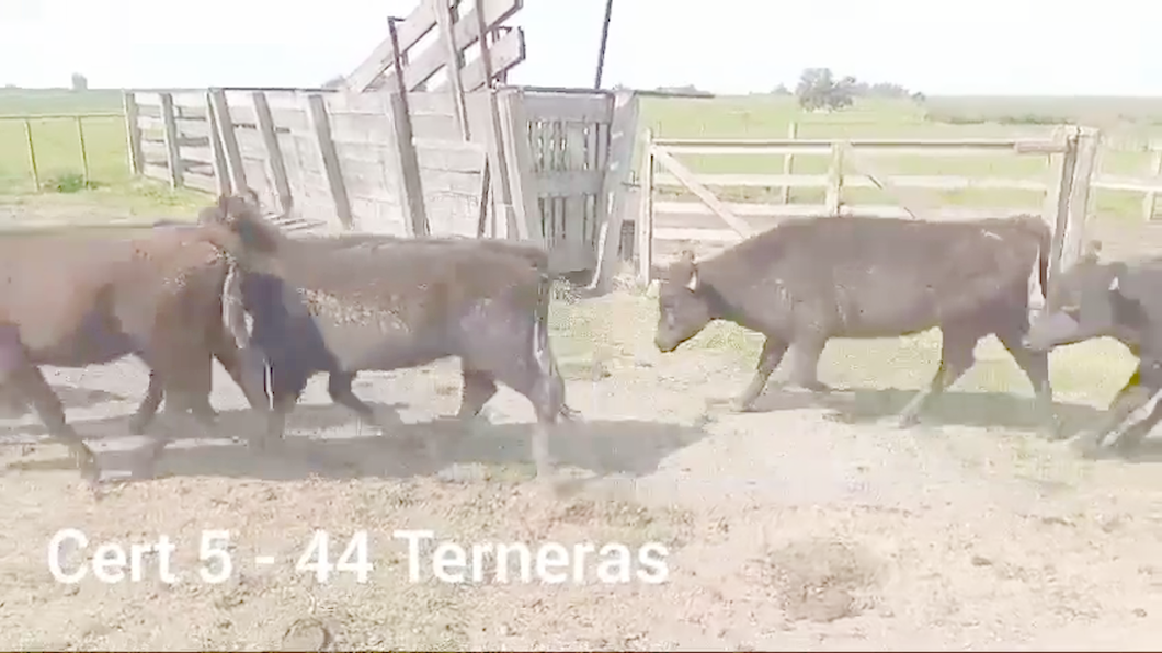 Lote TERNERAS