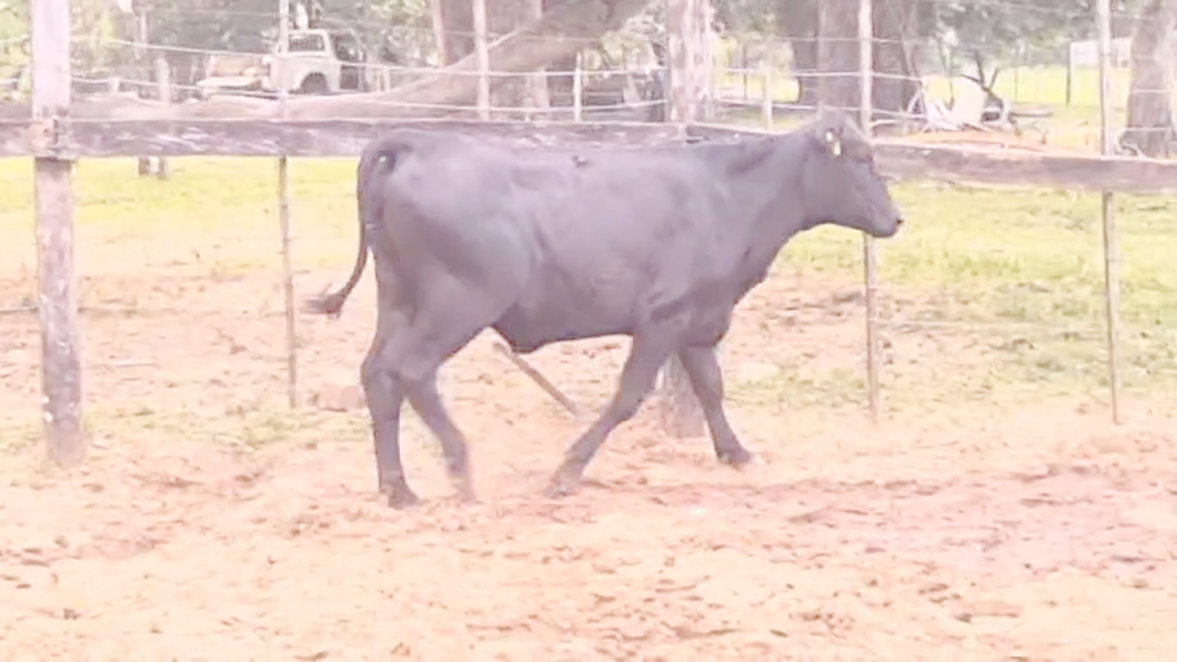 Lote Vaquillas Brangus a remate en Pantalla El Plantelaso 349kg -  en Cnel. Oviedo