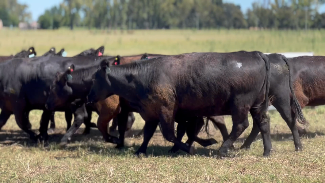 Lote 10 Vaquillonas C/ gtia de preñez en Lincoln