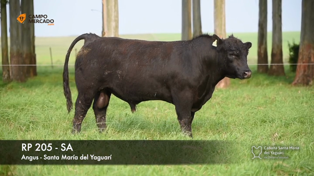 Lote (Vendido)Toros AA 2 AÑOS SA a remate en Subasta Santa Maria del Yaguari, Tacuarembó