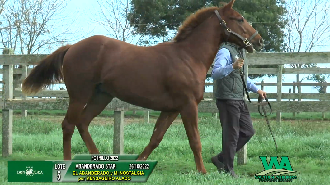 Lote ABANDERADO STAR