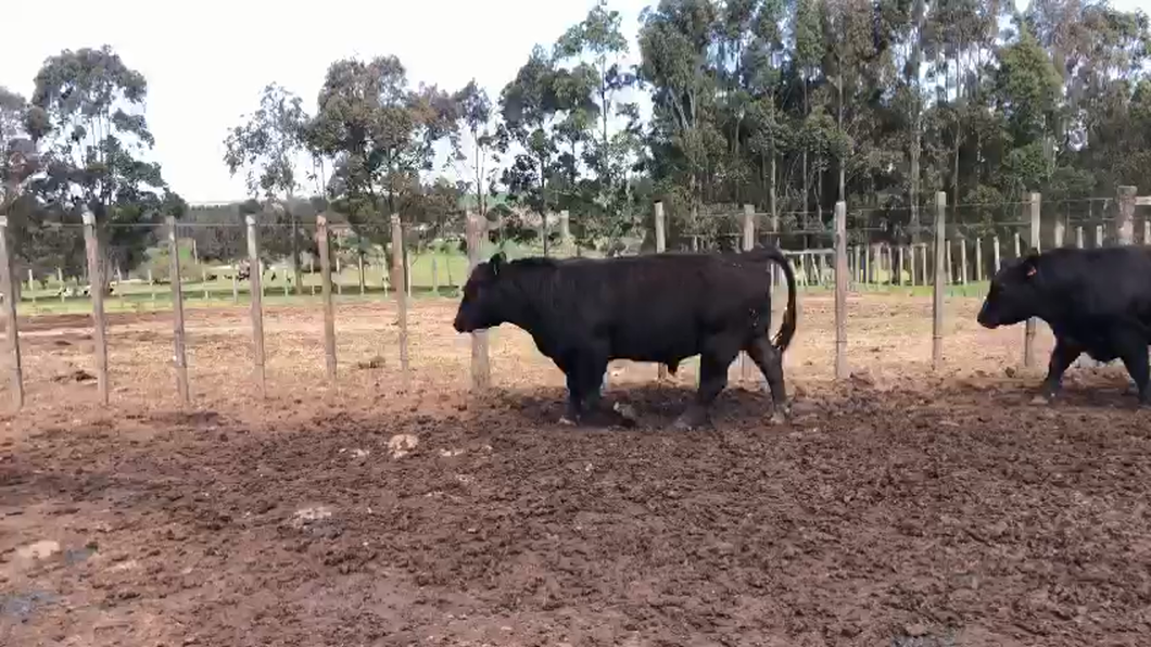 Lote 3 Toros AA a remate en Aniversario 115 Años - Camy 550kg -  en Coronilla