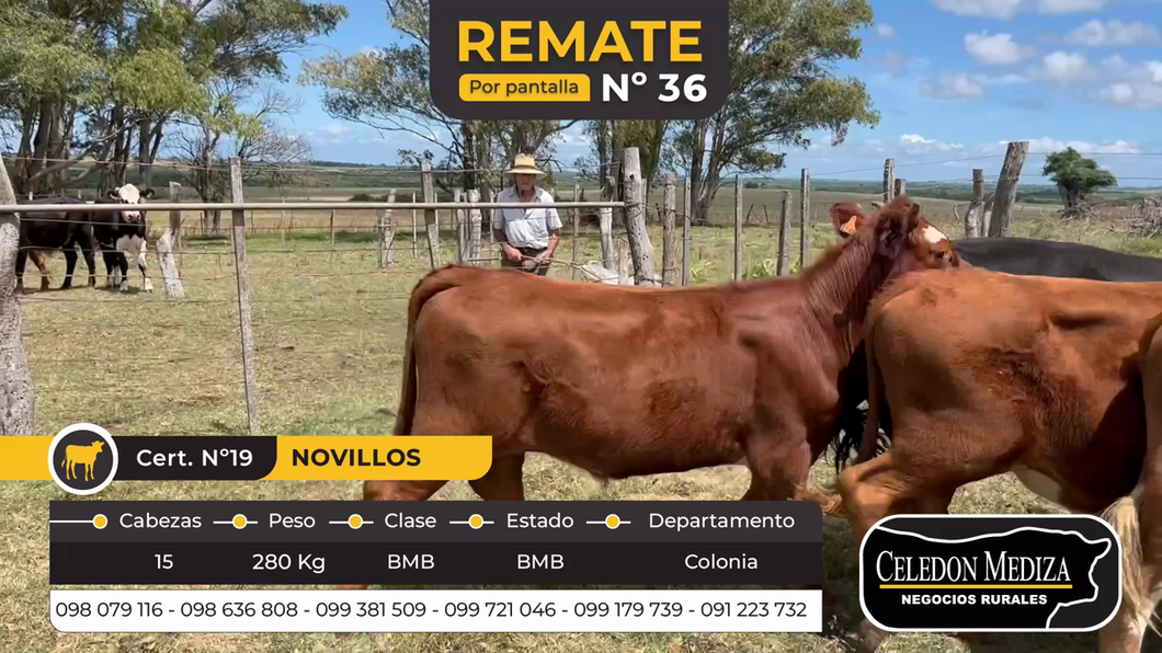 Lote 14 Terneros en Colonia