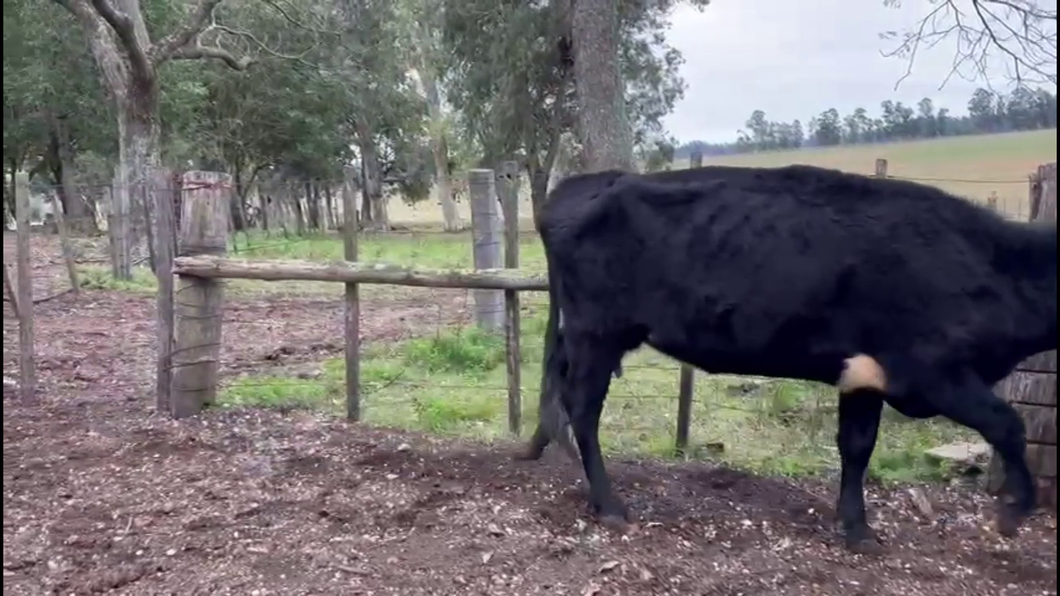 Lote VACAS INVERNADA