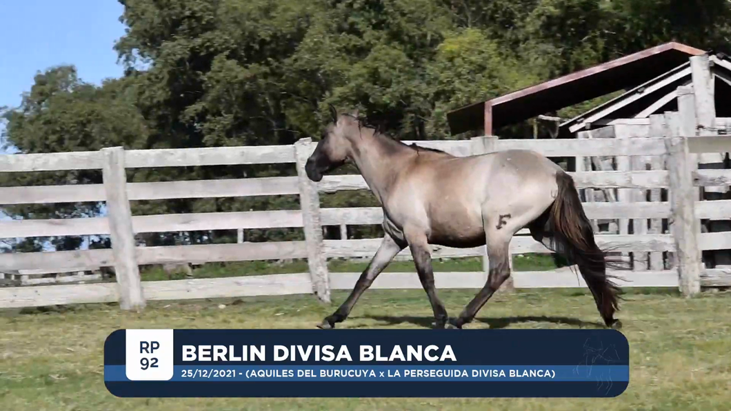 Lote BERLIN DIVISA BLANCA