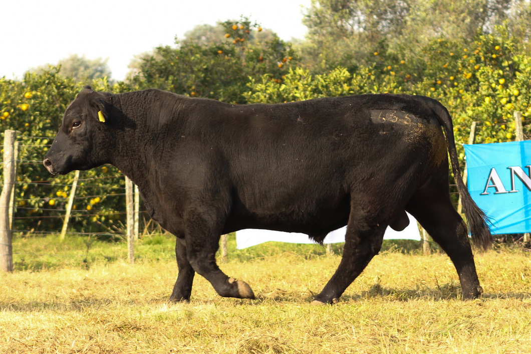 Lote CABAÑA COEMBOTÁ: RP 633