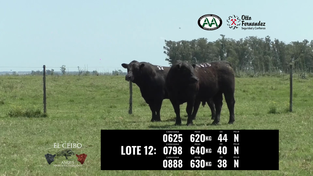 Lote 3 Toros a remate en El Ceibo - Angus, Artigas