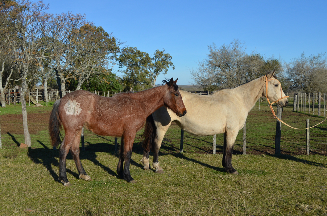 Lote MAÑANERA