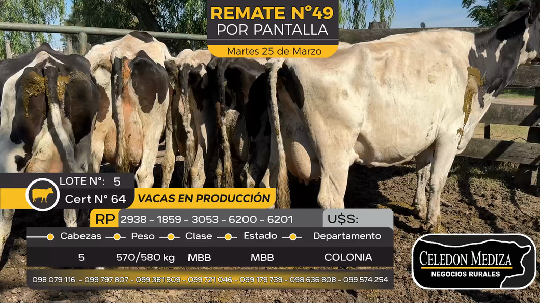 Lote 5 Vacas Preñadas Holando en Estanzuela, Colonia
