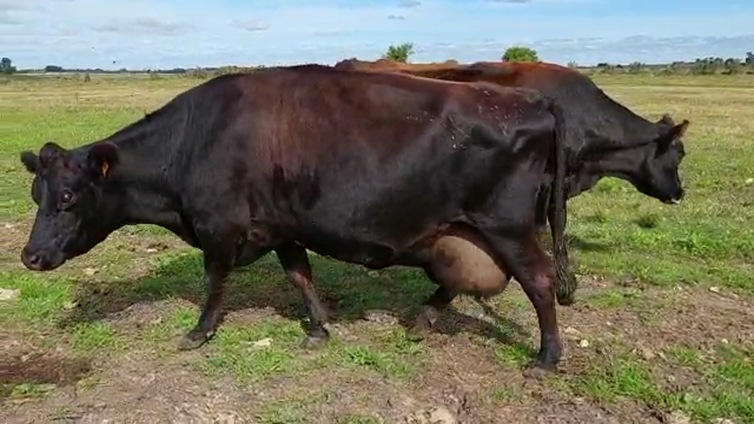 Lote 2 Vacas de Invernada CRUZAS a remate en Pantalla Camy Mayo - Desde La Cuenca 470kg - , San José