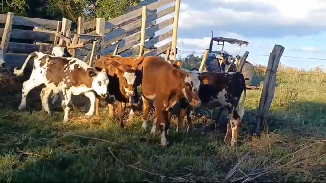 Lote 7 Terneros y Terneras CRUZAS a remate en #42 Pantalla Carmelo  100kg -  en COLONIA QUEVEDO