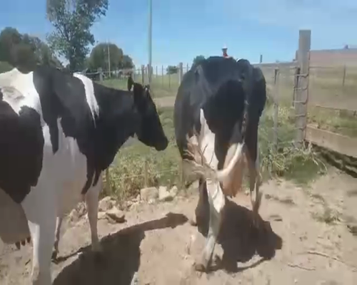 Lote 2 Vacas de Invernada HOLANDO a remate en Pantalla Camy 580kg - , San José