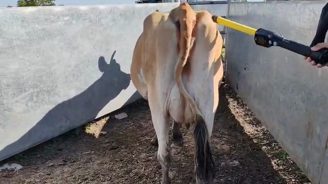 Lote Vacas de Invernada 400kg - , San José
