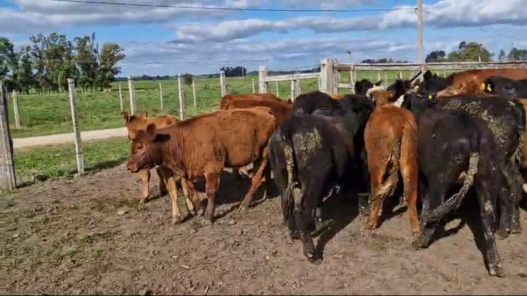 Lote 18 Terneras Angus y Hereford a remate en Pantalla Camy  en Ruta 1 km2