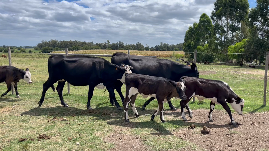 Lote PIEZA DE CRIA