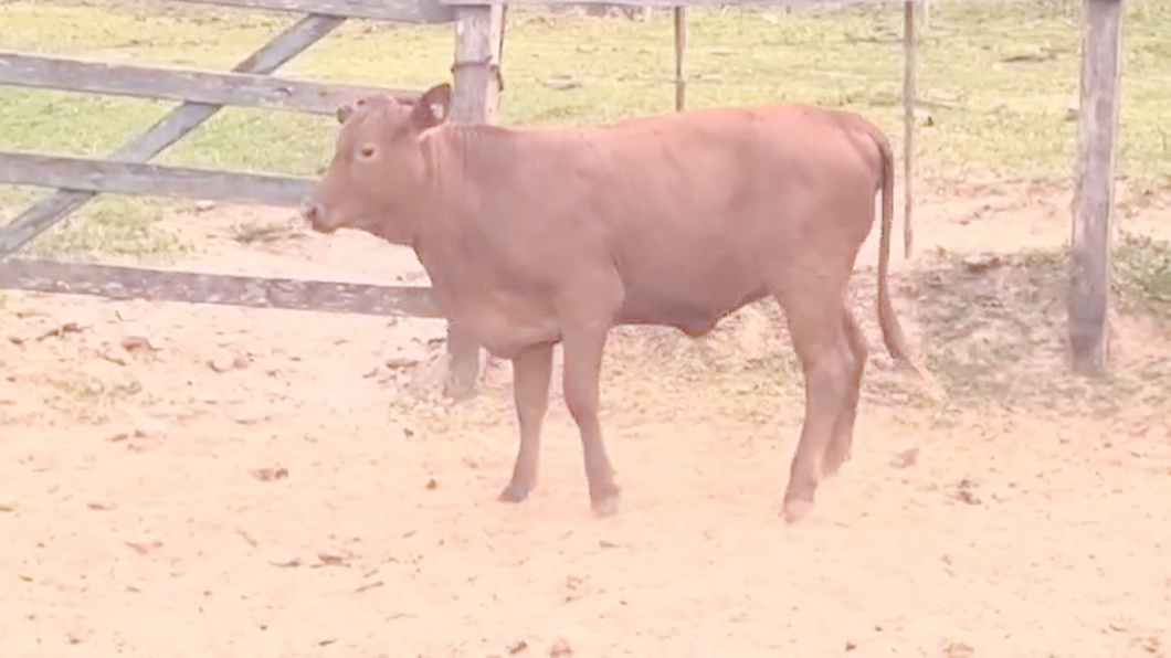 Lote Vaquillas Brangus a remate en Pantalla El Plantelaso 316kg -  en Cnel. Oviedo