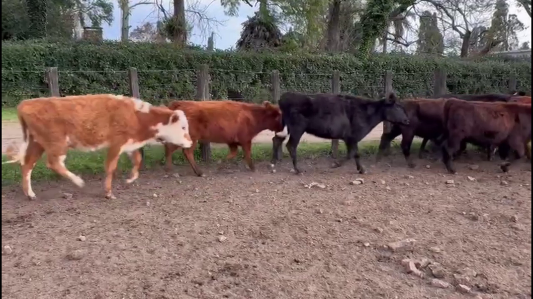 Lote VAQUILLONAS 1-2 AÑOS