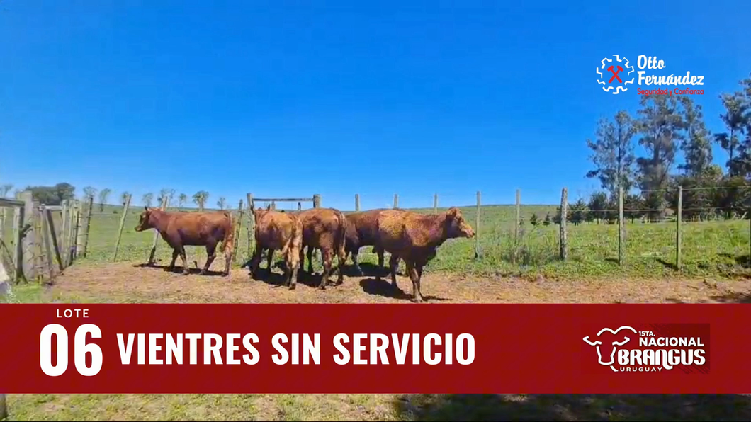 Lote Vientres Sin Servicio