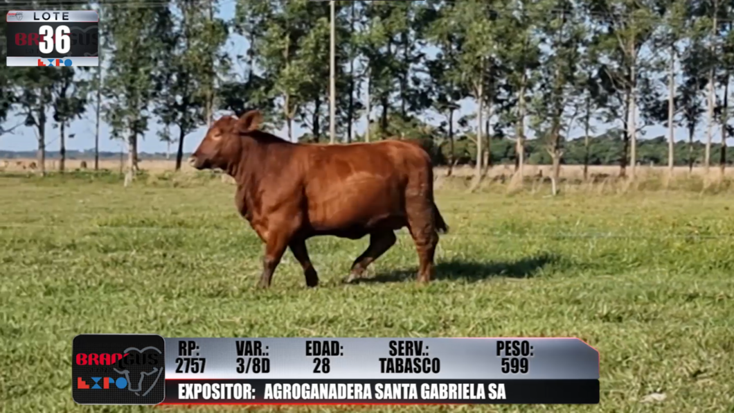 Lote Brangus a Campo Expo 2022 - Lote 36