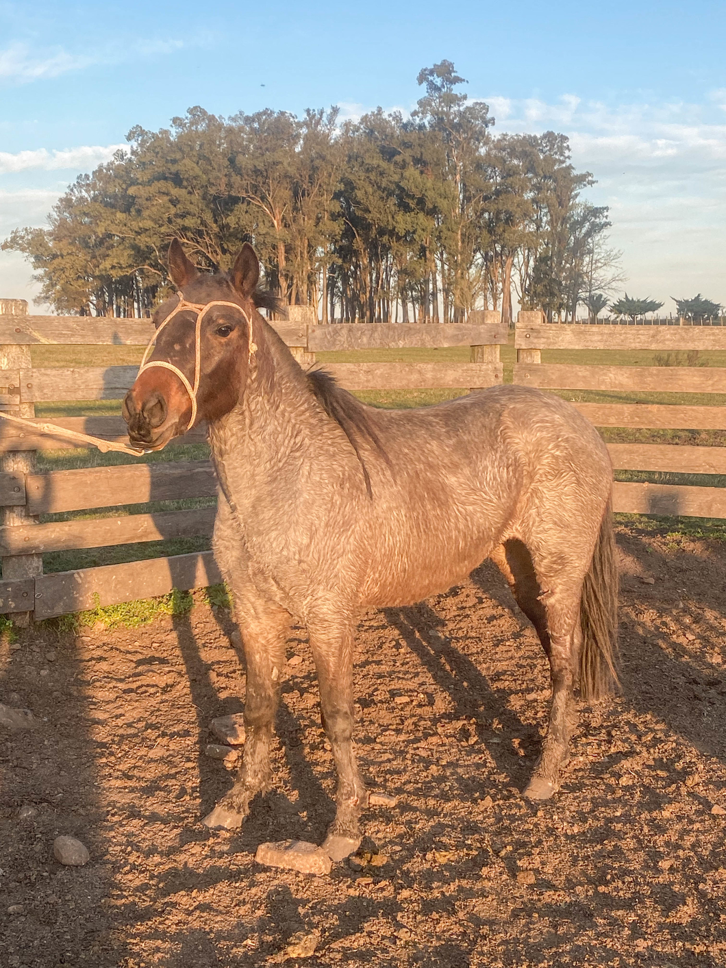 Lote LECHIGUANA LA CEFERINA