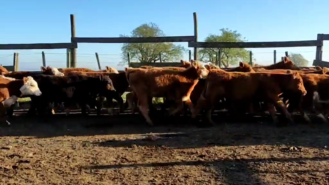 Lote (Vendido)75 Terneras 25 HEREFORD,  19 RA,  2 AA a remate en Expo Paysandú 175kg -  en Durazno Ciudad