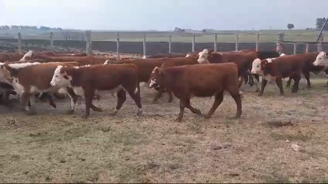 Lote (Vendido)21 Terneros POLLED HEREFORD a remate en #47 Pantalla Carmelo 220kg -  en PALO SOLO