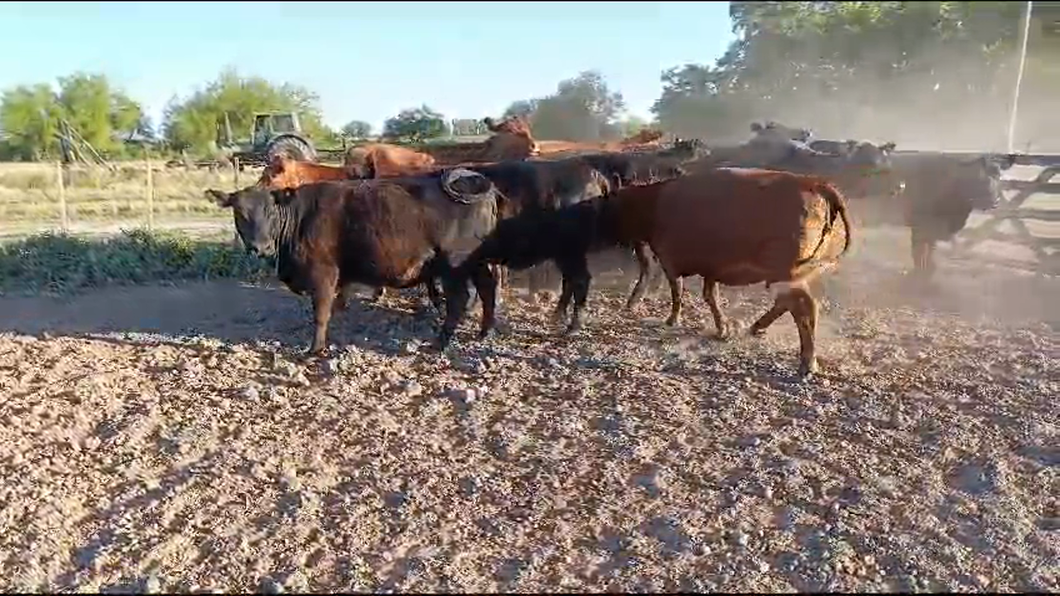 Lote 11 Vacas nuevas C/ gtia de preñez