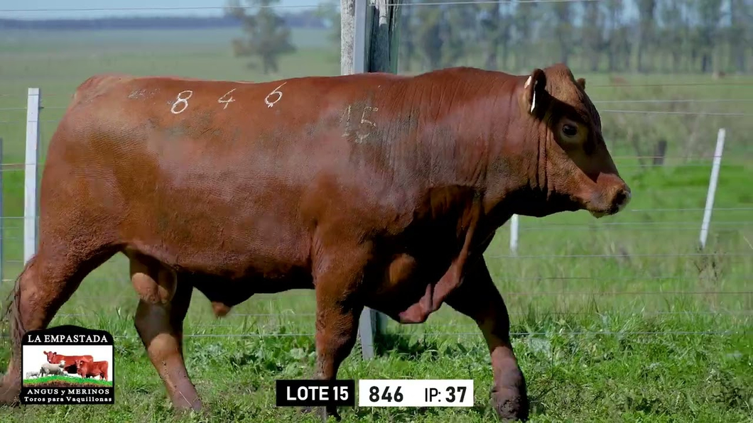 Lote Toros a remate en Toros para Vaquillonas - La Empastada, Durazno