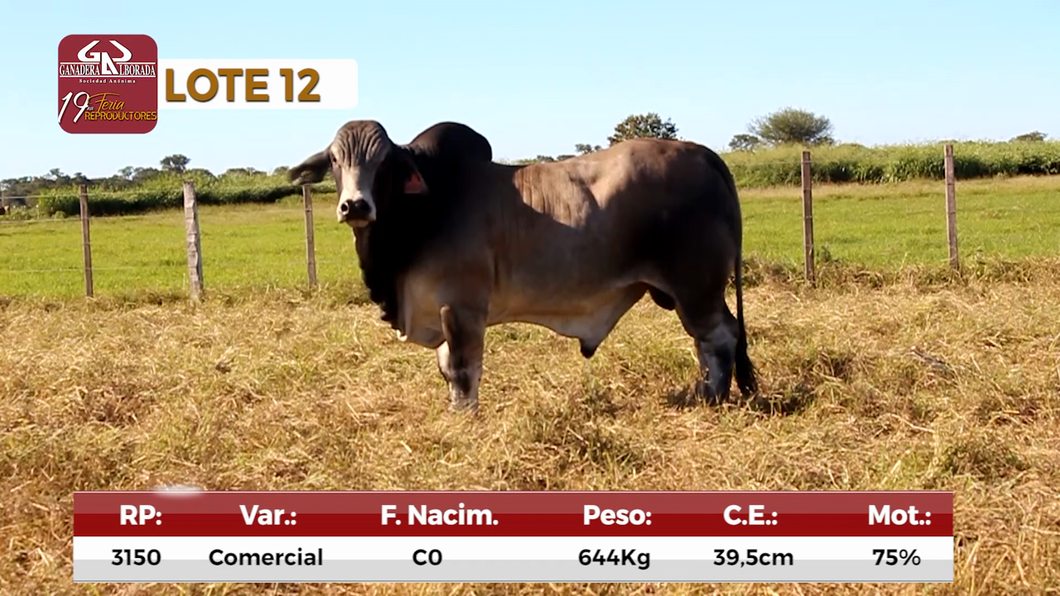 Lote Reproductores de Alborada - Lote 12
