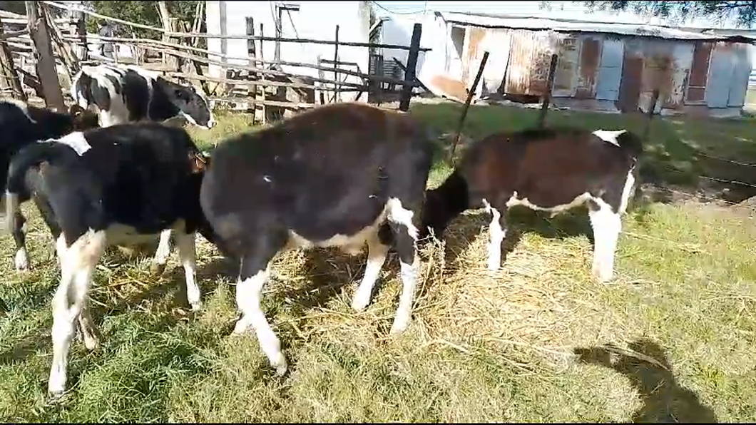 Lote 5 Terneros Holando a remate en Pantalla Camy  130kg -  en Rincon de Albano