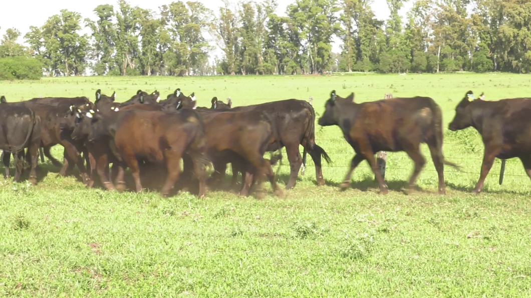 Lote 15 Vaquillonas C/ gtia de preñez en Lincoln, Buenos Aires