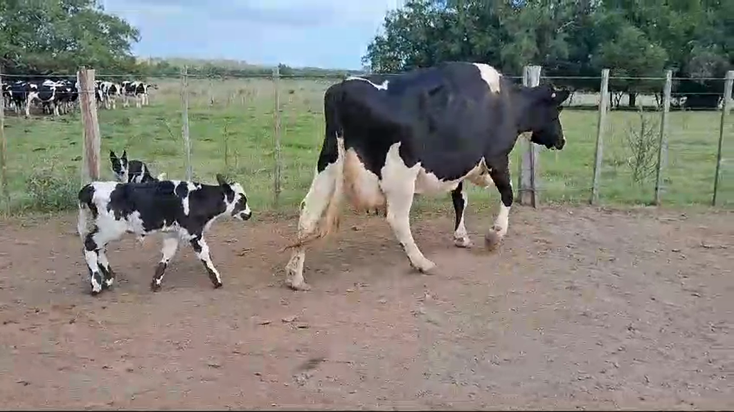 Lote 2 Vacas de Invernada Holando a remate en Pantalla Camy 550kg -  en Rincon de la Torre