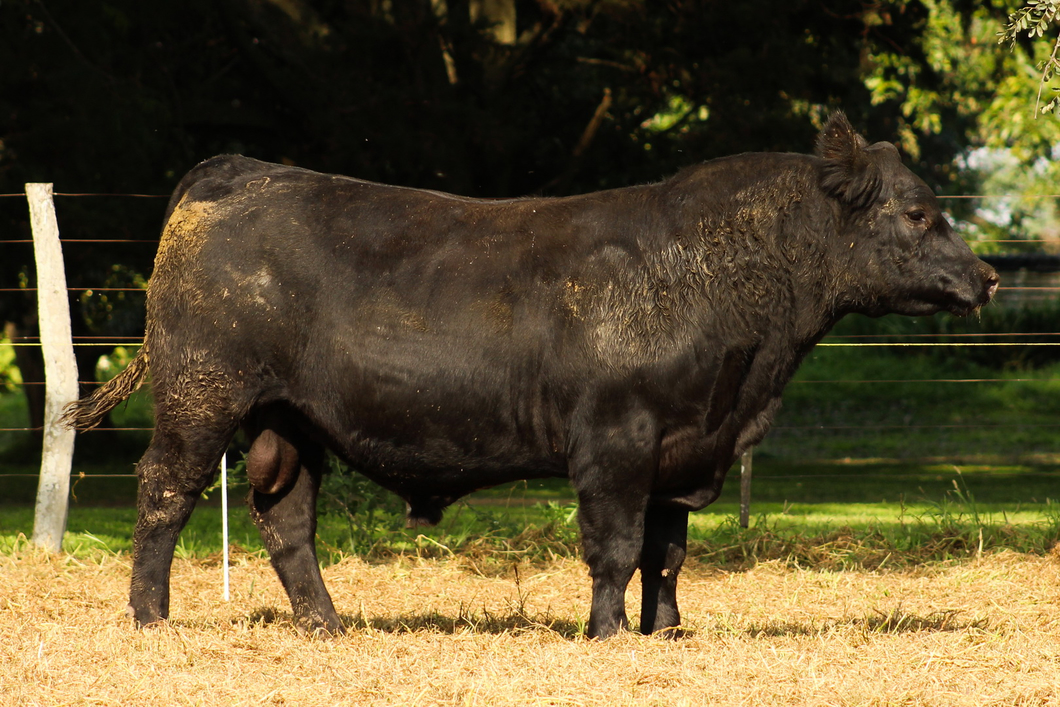 Lote CABAÑA COEMBOTÁ: RP 289