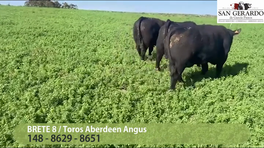 Lote 3 Toros Aberdeen Angus a remate en San Gerardo 2023, Lavalleja