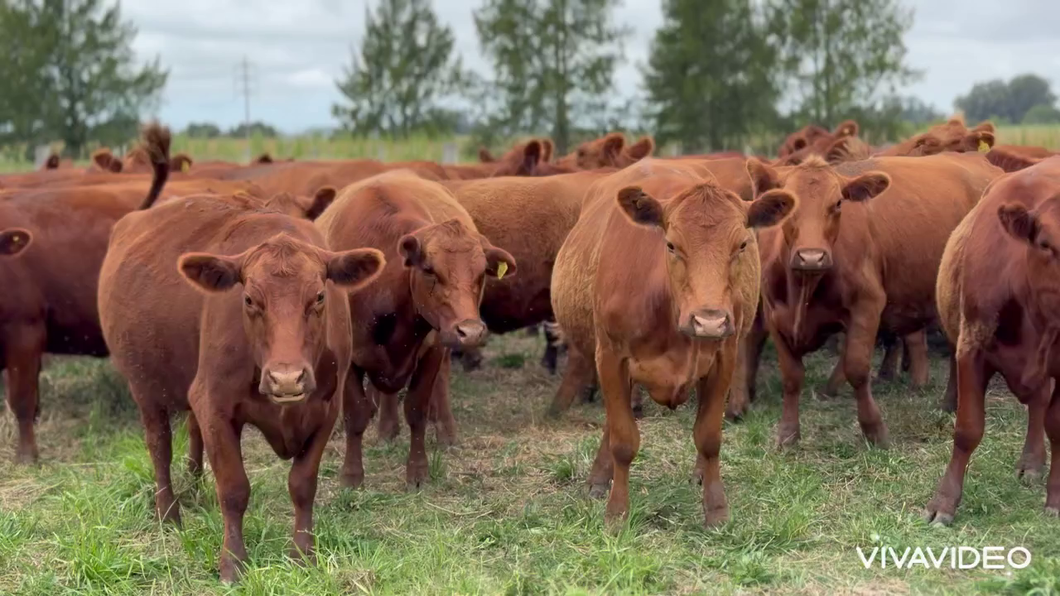 Lote 81 Vacas nuevas C/ gtia de preñez