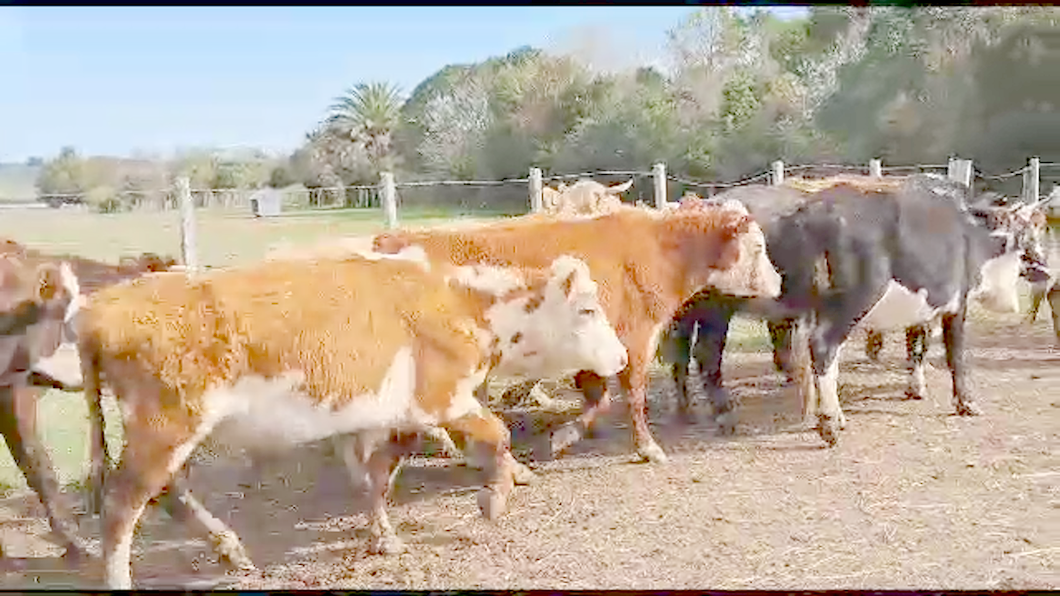 Lote 20 Vacas de Invernada Hereford Angus y Cruza a remate en Aniversario 115 Años - Camy 350kg -  en Ruta 23 Km 122