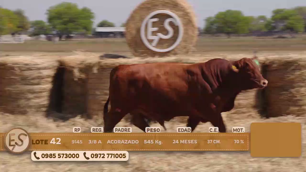 Lote Toro