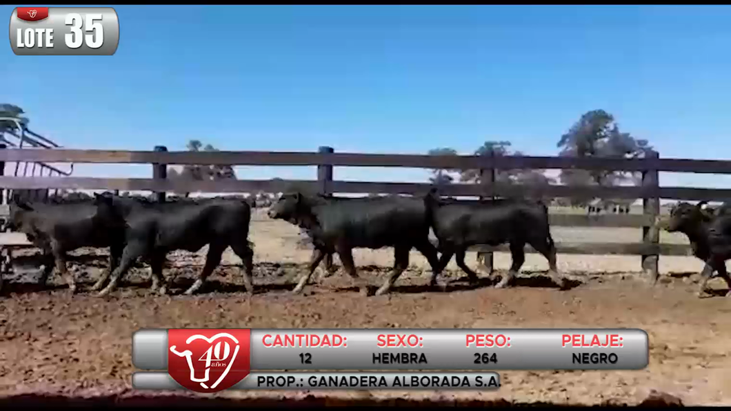 Lote LOTE 35