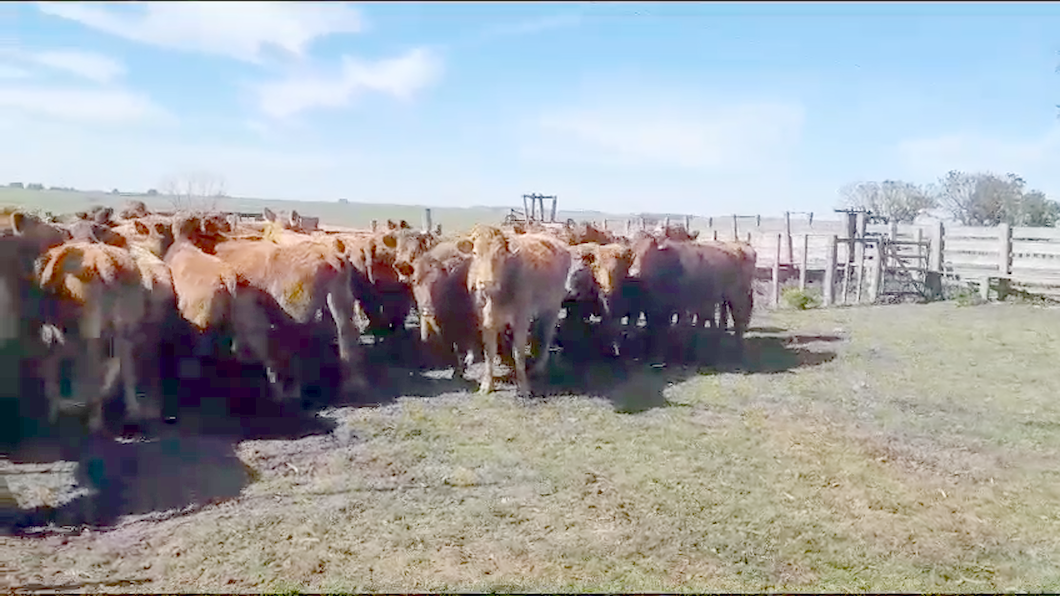 Lote 36 Vacas de Invernada Limangus a remate en Aniversario 115 Años - Camy en San Gregorio