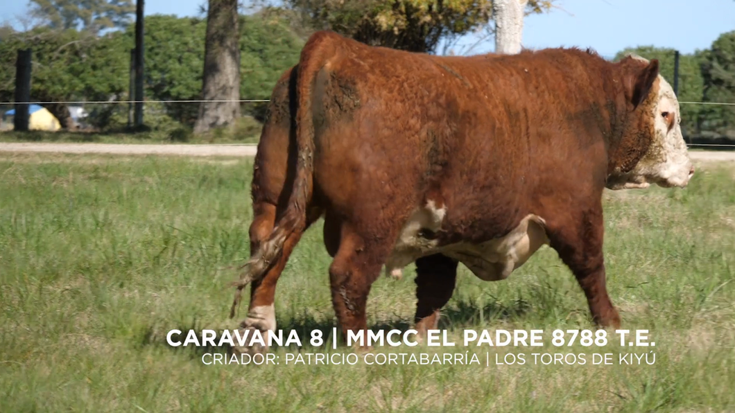 Lote MMCC EL PADRE 8788 T.E.