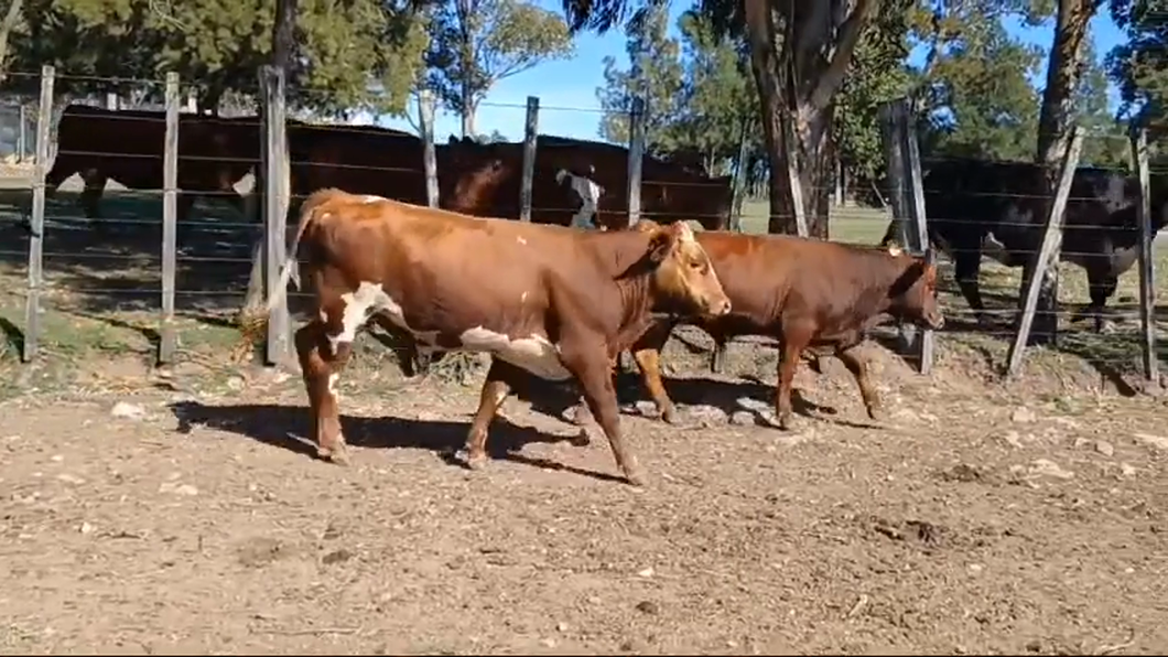 Lote 3 Terneros RA/ HE a remate en #42 Pantalla Carmelo  234kg -  en PUNTAS DELSAUCE