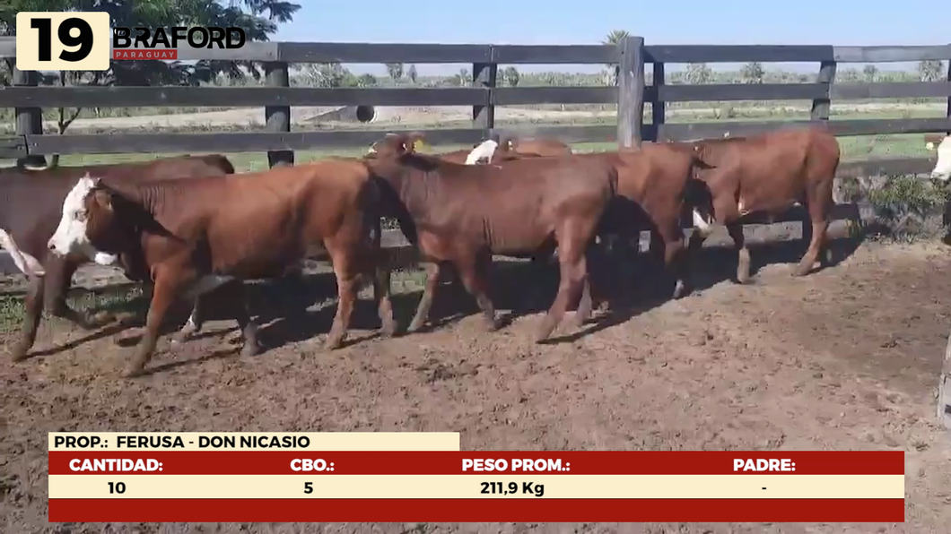 Lote LOTE 19