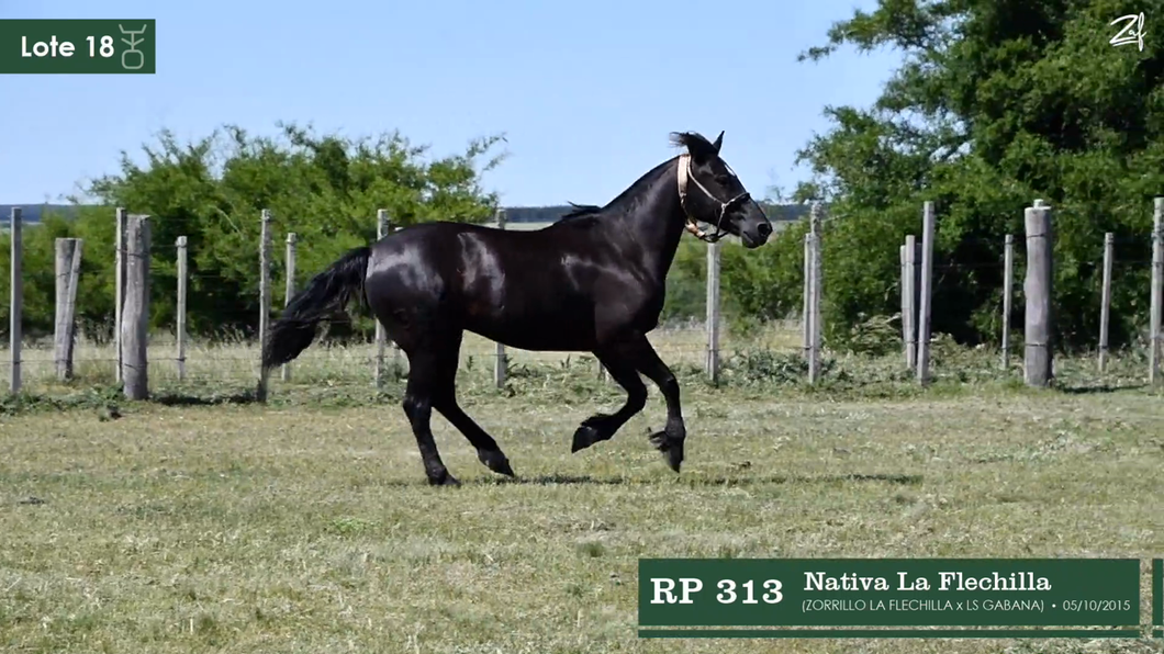 Lote Nativa La Flechilla