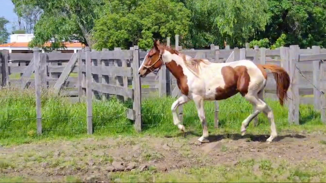 Lote Hembra 2 años