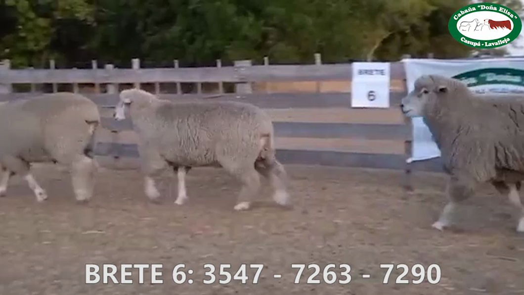 Lote Brete 6 Doña Elisa