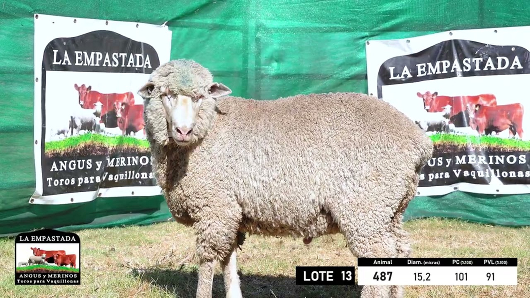 Lote 5 Carneros Merino Dohne a remate en 33º Remate Cabaña La Empastada, Durazno